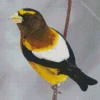 Evening Grosbeak Diamond Painting