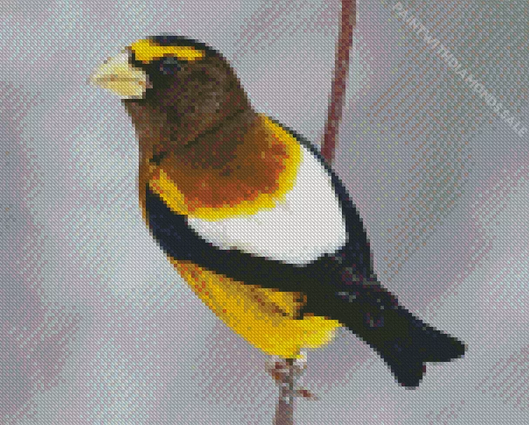 Evening grosbeak Diamond Dotz Evening Grosbeak Diamond Painting