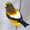 Evening Grosbeak Diamond Painting
