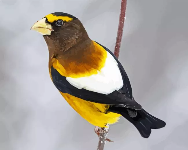 Evening grosbeak Diamond With Numbers Evening Grosbeak Diamond Painting
