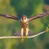 Falcon Bird With Big Wings Diamond Painting