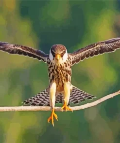 Falcon Bird With Big Wings Diamond Painting