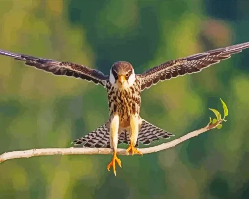 Falcon Bird With Big Wings Diamond Painting