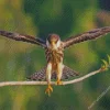 Falcon Bird With Big Wings Diamond Painting