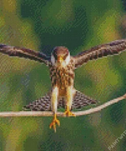 Falcon Bird With Big Wings Diamond Painting