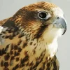 Falcon Close Up Diamond Painting