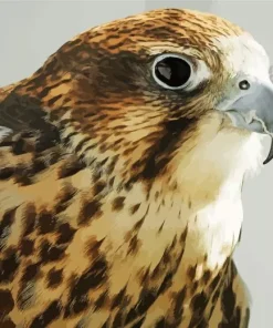 Falcon Close Up Diamond Painting