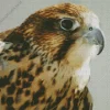 Falcon Close Up Diamond Painting