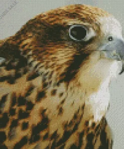 Falcon Close Up Diamond Painting