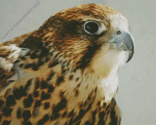 Falcon Close Up Diamond Painting