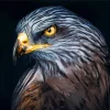 Falcon Head Diamond Painting