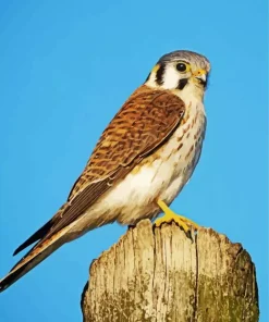 Falcon On A Tree Diamond Painting