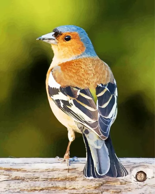 Fringilla Diamond With Numbers Fringilla Diamond Painting