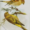 Fringilla Bird Diamond Painting