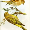 Fringilla Bird Diamond Painting