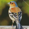 Fringilla Diamond Painting