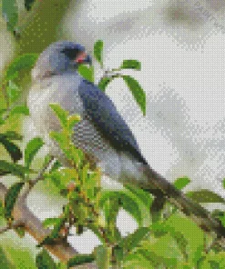 Gabar Goshawk Diamond Painting