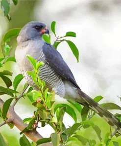 Gabar Goshawk Diamond Painting