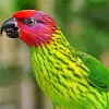 Goldies Lorikeet Diamond Painting