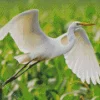 Great Egret Diamond Painting