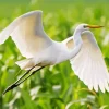 Great Egret Diamond Painting