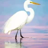 Great Egret And Sea Diamond Painting