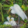 Great Egret Birds Diamond Painting