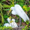 Great Egret Birds Diamond Painting