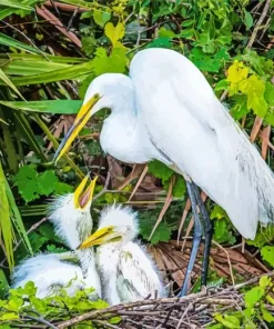 Great Egret Birds Diamond Painting