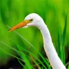 Great Egret Head Diamond Painting