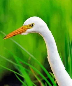 Great Egret Head Diamond Painting