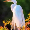 Great Egret In Sunset Light Diamond Painting