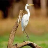 Great Egret On A Branch Diamond Painting