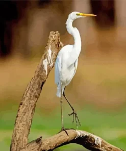 Great Egret On A Branch Diamond Painting