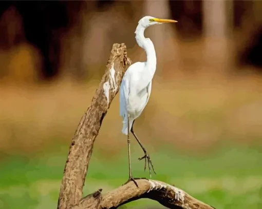 Great Egret On A Branch Diamond Painting