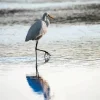 Great Egret Reflection In The Water Diamond Painting