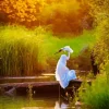 Great Egret Resting Diamond Painting