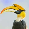 Great Hornbill Diamond Painting