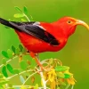 Hawaiian Honeycreeper Diamond Painting