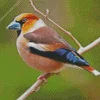 Hawfinch Diamond Painting