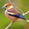Hawfinch Diamond Painting