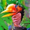 Helmeted Hornbill Diamond Painting