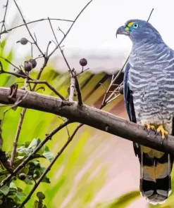 Hook Billed Kite Diamond Painting