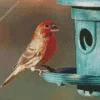 House Finch Diamond Painting