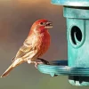 House Finch Diamond Painting