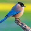 Iberian Magpie Diamond Painting