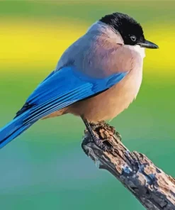 Iberian Magpie Diamond Painting