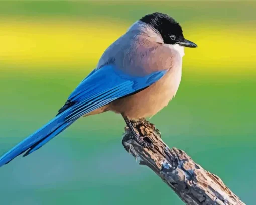 Iberian Magpie Diamond Painting