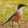 Iberian Magpie Bird Diamond Painting