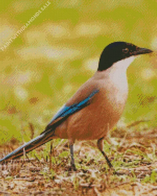 Iberian Magpie Bird Diamond Painting